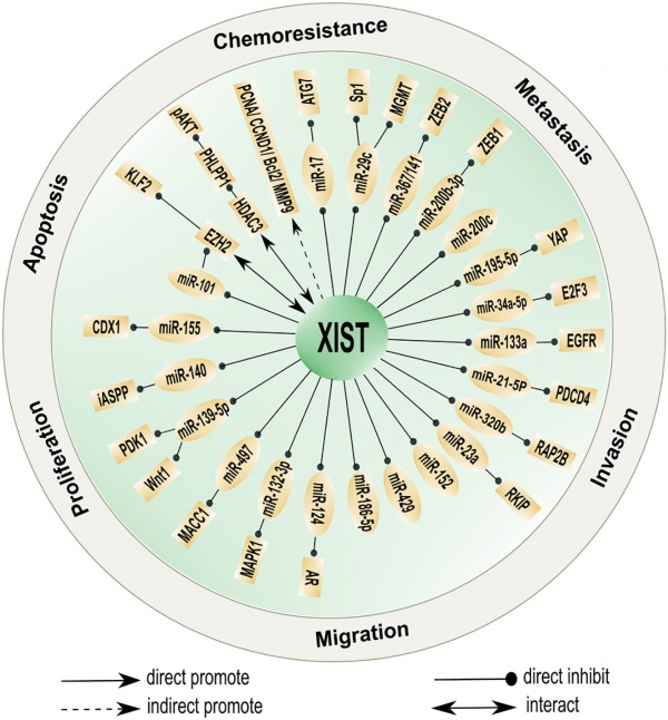 NONHSAT137541 LncRNAWiki