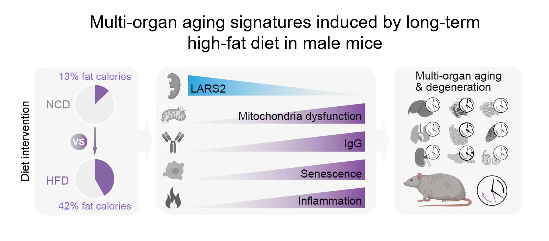 Multi-organ aging signatures induced by long-term high-fat diet in male mice