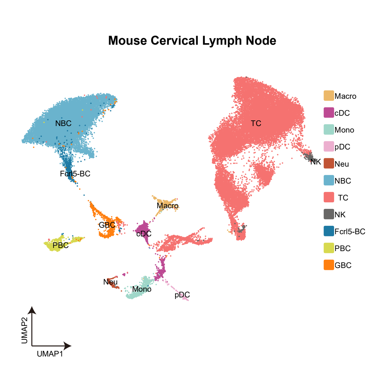 cervical lymph nodes mouse