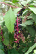 Pokeberry