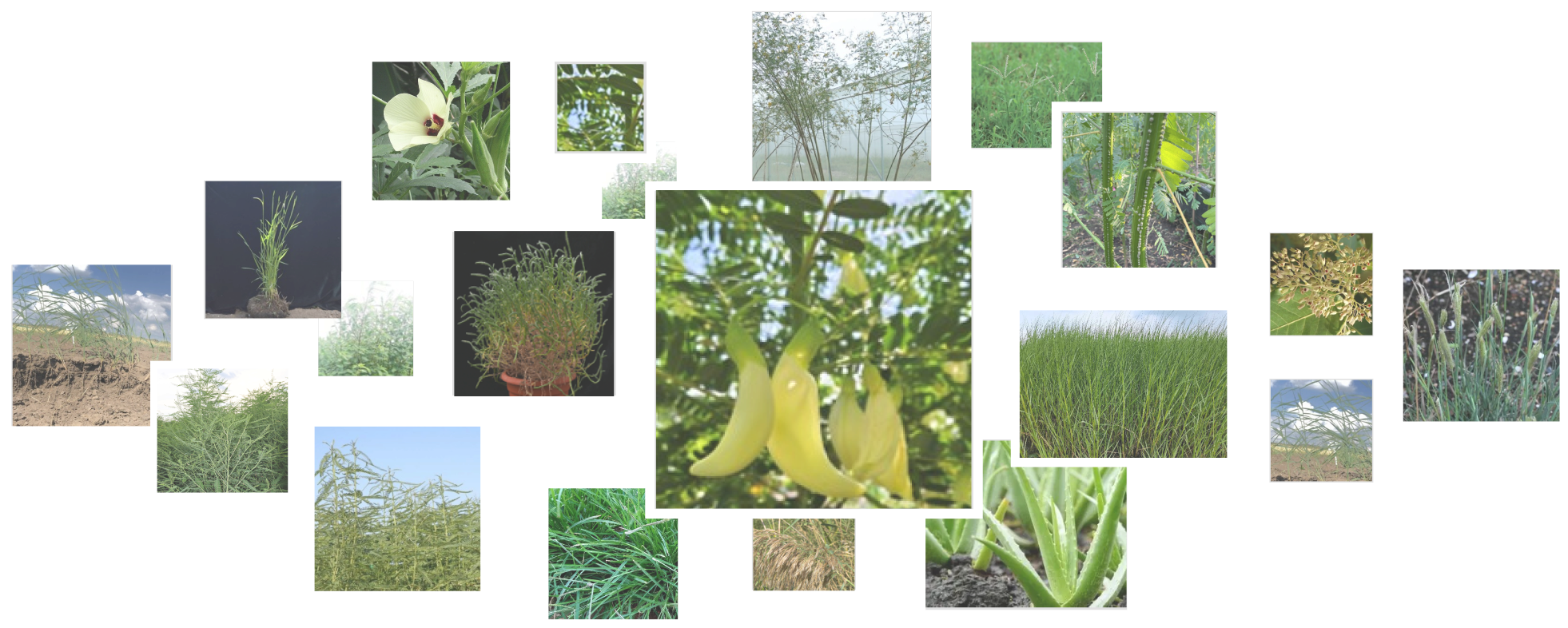 species
