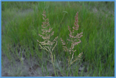 Agrostis stolonifera