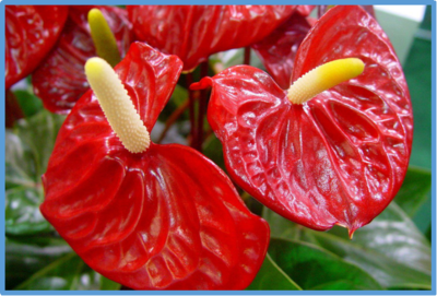 Anthurium andraeanum