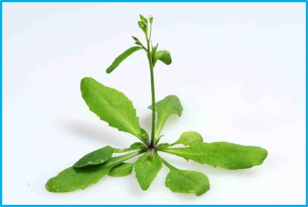 Arabidopsis thaliana