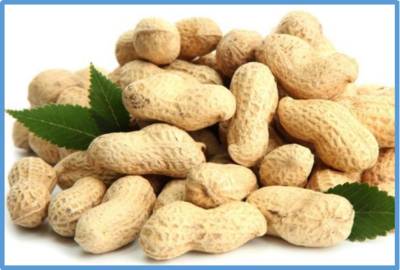 Arachis hypogaea
