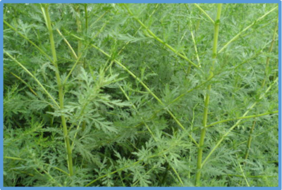 Artemisia annua