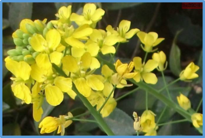 Brassica napus