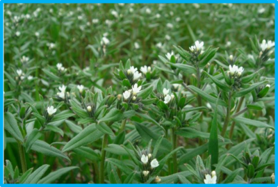 Buglossoides arvensis