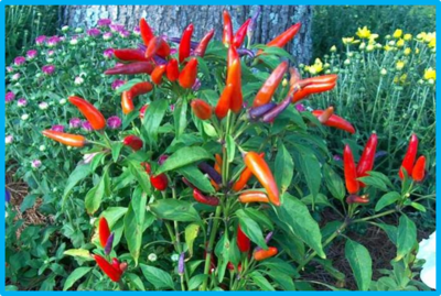 Capsicum annuum
