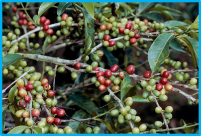 Coffea arabica L.