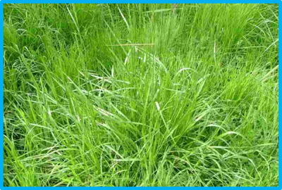 Festuca arundinacea