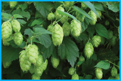 Humulus lupulus