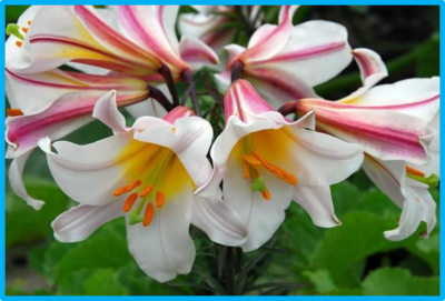 Lilium regale