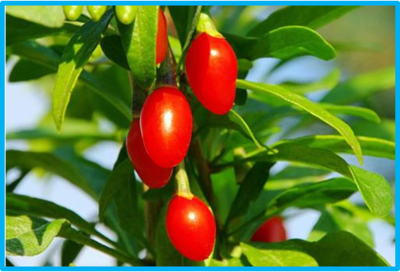 Lycium barbarum