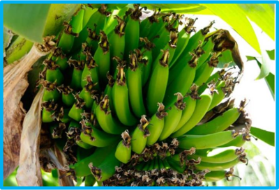 Musa acuminata