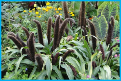 Pennisetum glaucum