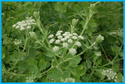 Peucedanum praeruptorum