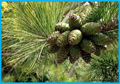 Icg00085 Pinus Massoniana - Internal Control Genes Database (icg)