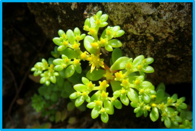 Sedum alfredii