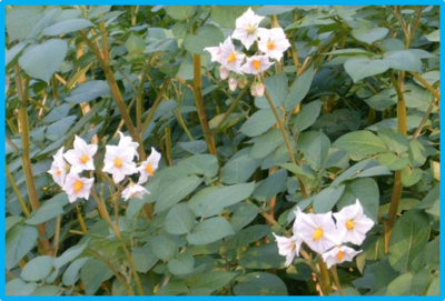 Solanum tuberosum