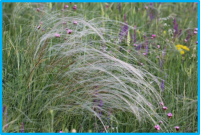 Stipa grandis