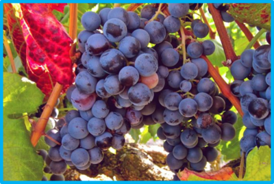 Vitis vinifera