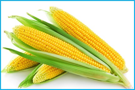 Zea mays