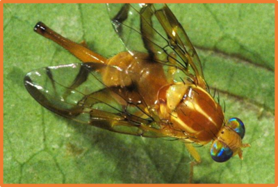Anastrepha obliqua