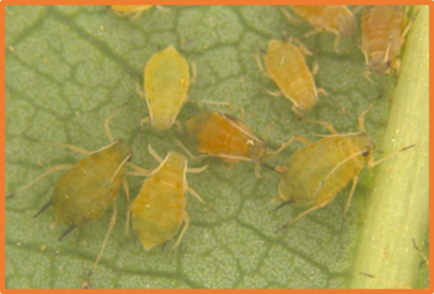 Aphis gossypii