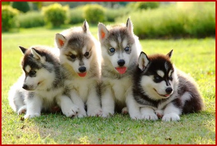 Canis lupus familiaris