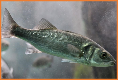 Dicentrarchus labrax