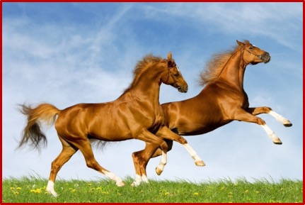 Equus caballus