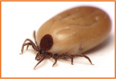 Ixodes scapularis