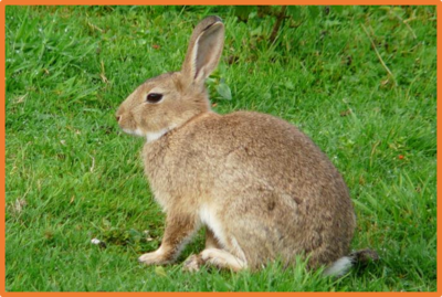Oryctolagus cuniculus