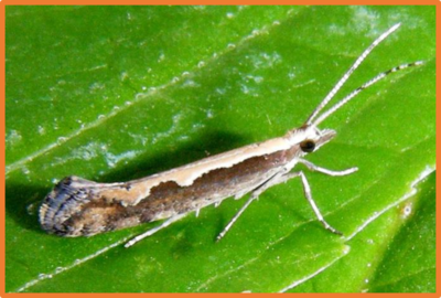 Plutella xylostella