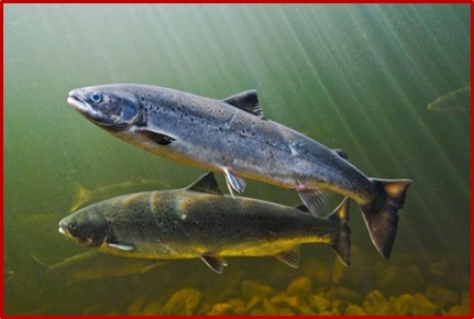 Salmo salar