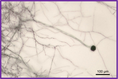 Aspergillus niger