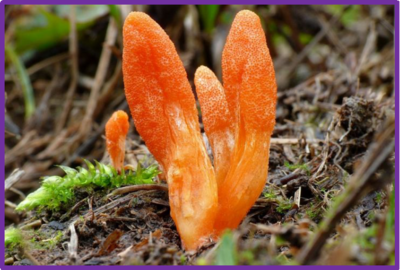 Cordyceps militaris