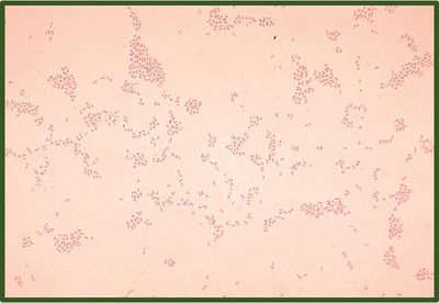 Actinobacillus suis