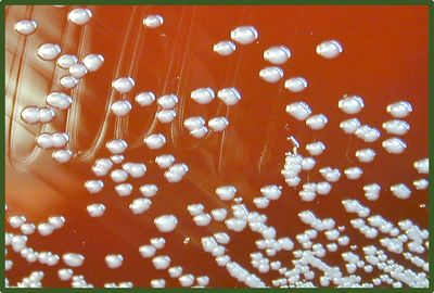 Burkholderia pyrrocinia