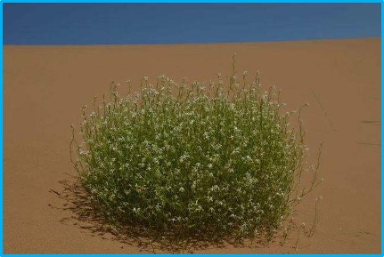 Artemisia sphaerocephala