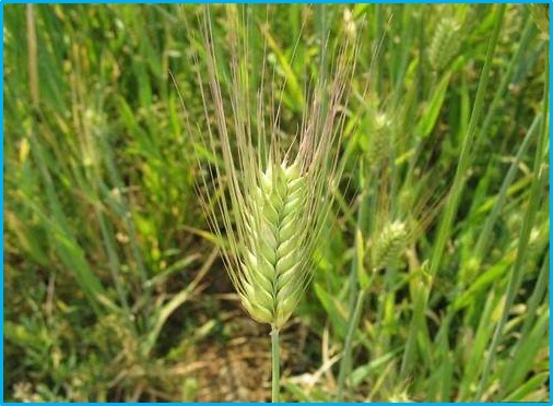 Hordeum vulgare L. var. nudum. hook. f.