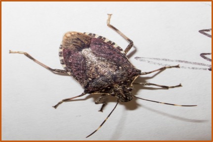 Halyomorpha halys