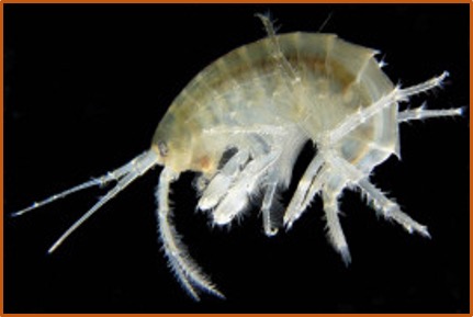 Gammarus fossarum