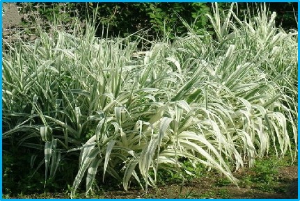 Arundo donax