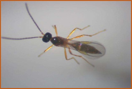 Aphidius gifuensis