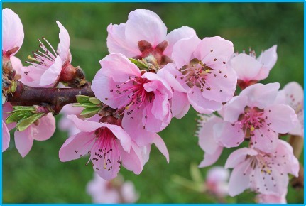 Prunus persica
