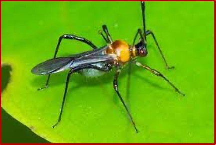 Helopeltis theivora