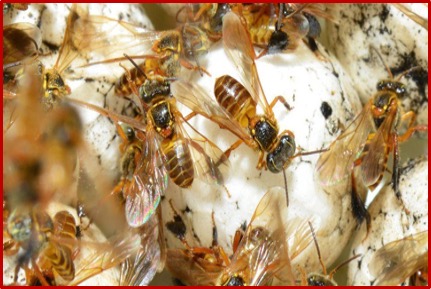 Frieseomelitta varia