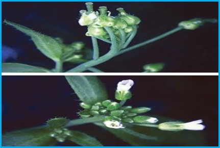 Arabidopsis pumila